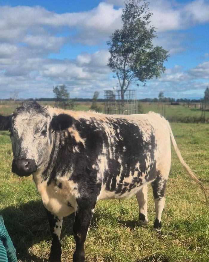 One of Anord’s cows on pasture