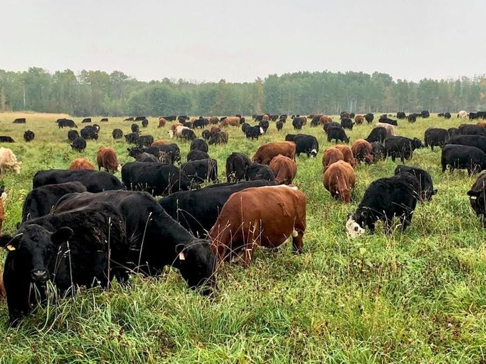 The herd spread out across open pasture in Thomasville, Georgia
