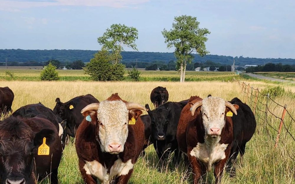 Anord’s grass fed cattle grazing on open pasture