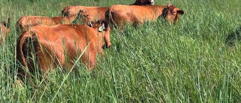 Cattle grazing in tall grass at Anord’s farm